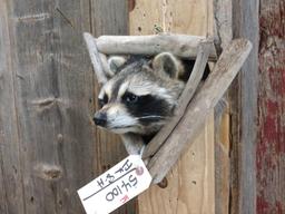 Raccoon In A Den Taxidermy