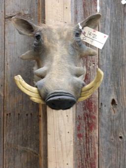 African Warthog Shoulder Mount Taxidermy