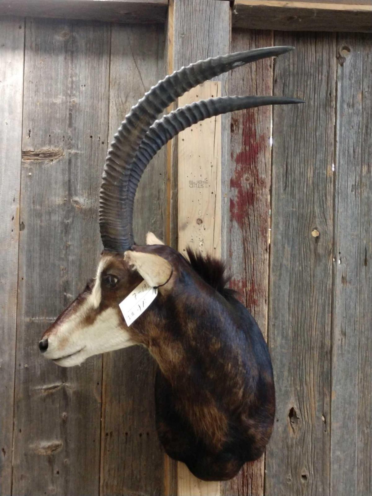 African Sable Shoulder Mount Taxidermy