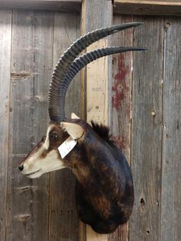 African Sable Shoulder Mount Taxidermy