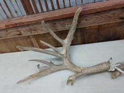 Main Frame 5x5 Whitetail Antlers