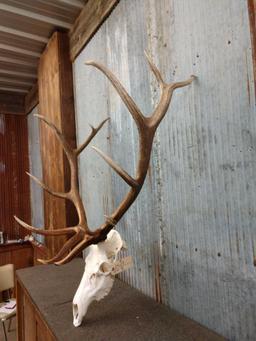 6x7 Elk Antlers On Skull