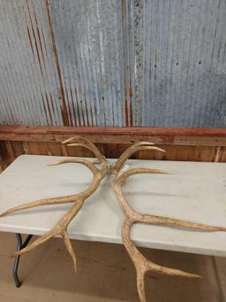 12.8 lbs Elk Antler Cuts