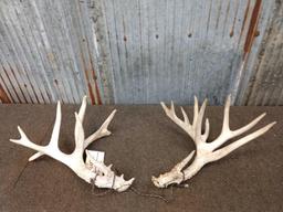 Crazy Nontypical Whitetail Shed Antlers