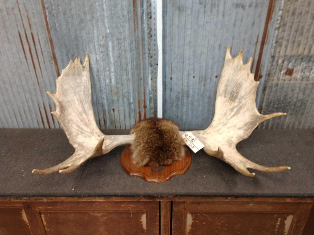 43" Moose Shed Antlers On Plaque