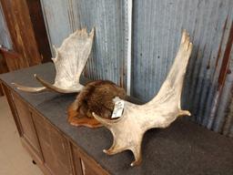 43" Moose Shed Antlers On Plaque