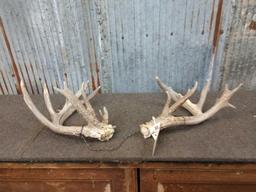 Main Frame 5x5 Whitetail Shed Antlers With Extras