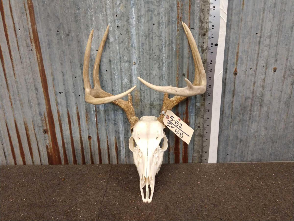 4x5 Whitetail Antlers On Skull