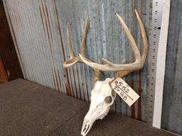 4x5 Whitetail Antlers On Skull