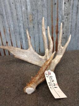 Main Frame 5 Point Whitetail Shed Antler