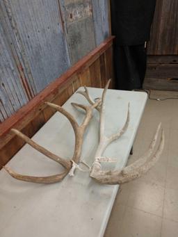11.2 lbs Elk Antler Cuts