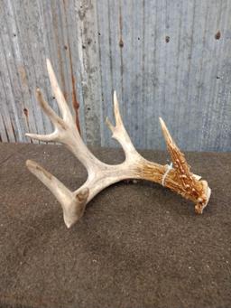 83" Single Whitetail Shed Antler