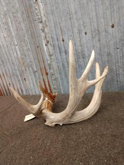 83" Single Whitetail Shed Antler