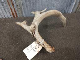 83" Single Whitetail Shed Antler