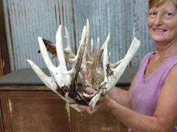 Heavy Mass Main Frame 5x5 Whitetail Shed Antlers