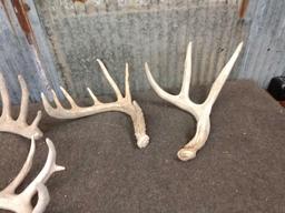 Group of 10 Whitetail Shed Antlers
