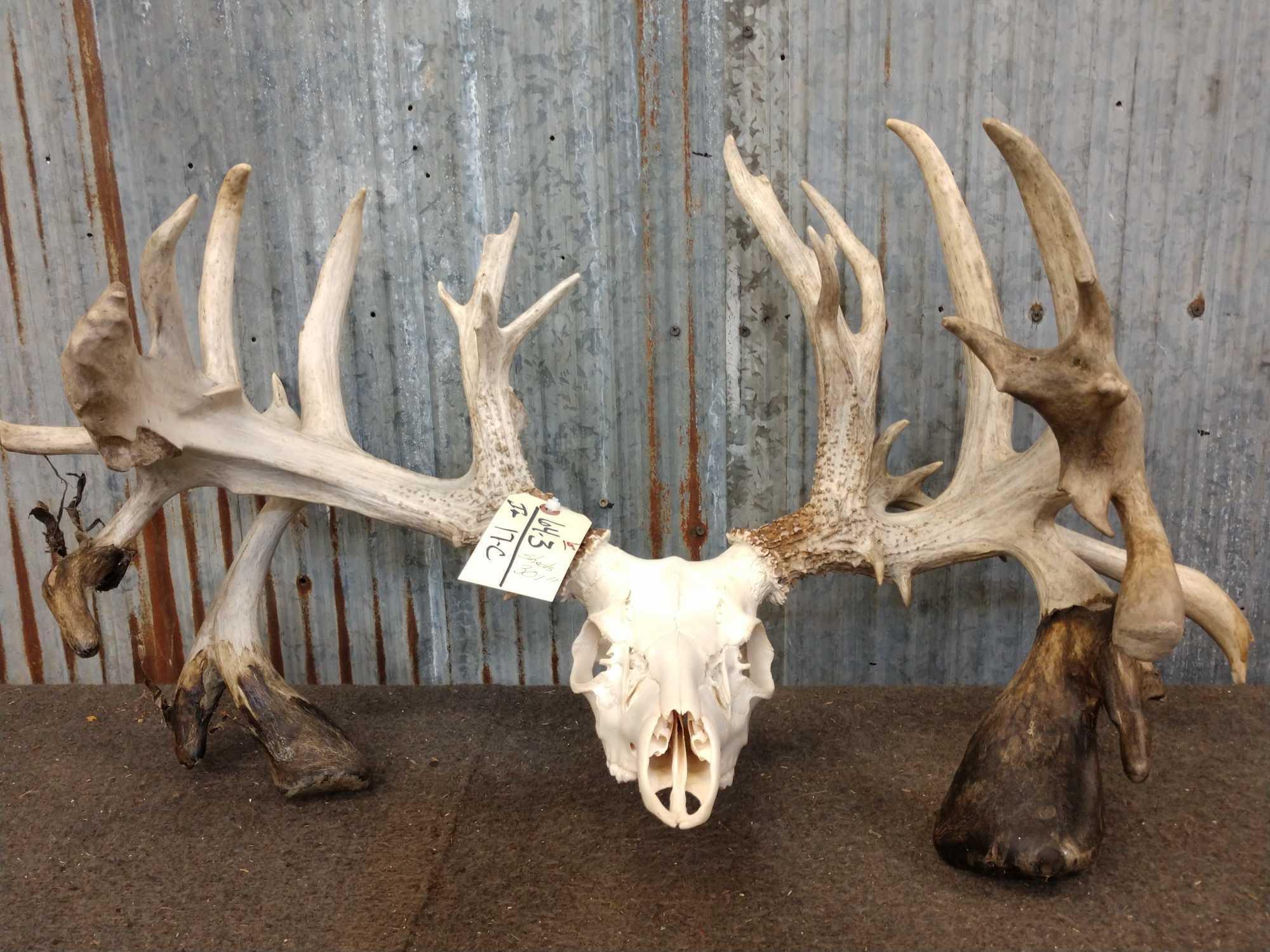 SPECTACULAR Double Drop Tine Sheds Mounted On Skull