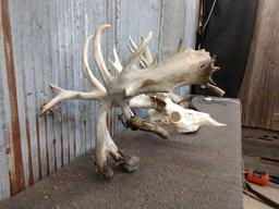 SPECTACULAR Double Drop Tine Sheds Mounted On Skull