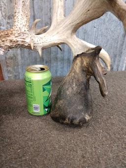 SPECTACULAR Double Drop Tine Sheds Mounted On Skull