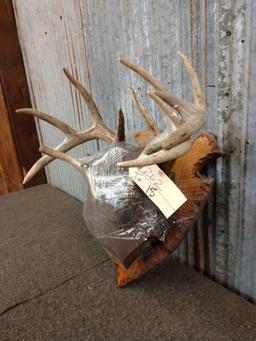 2 Whitetail Racks On Plaques