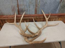 17.8 lbs Elk Antler Cuts