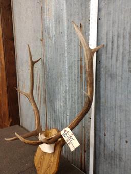 4x5 Elk Antlers On Plaque