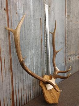 4x5 Elk Antlers On Plaque