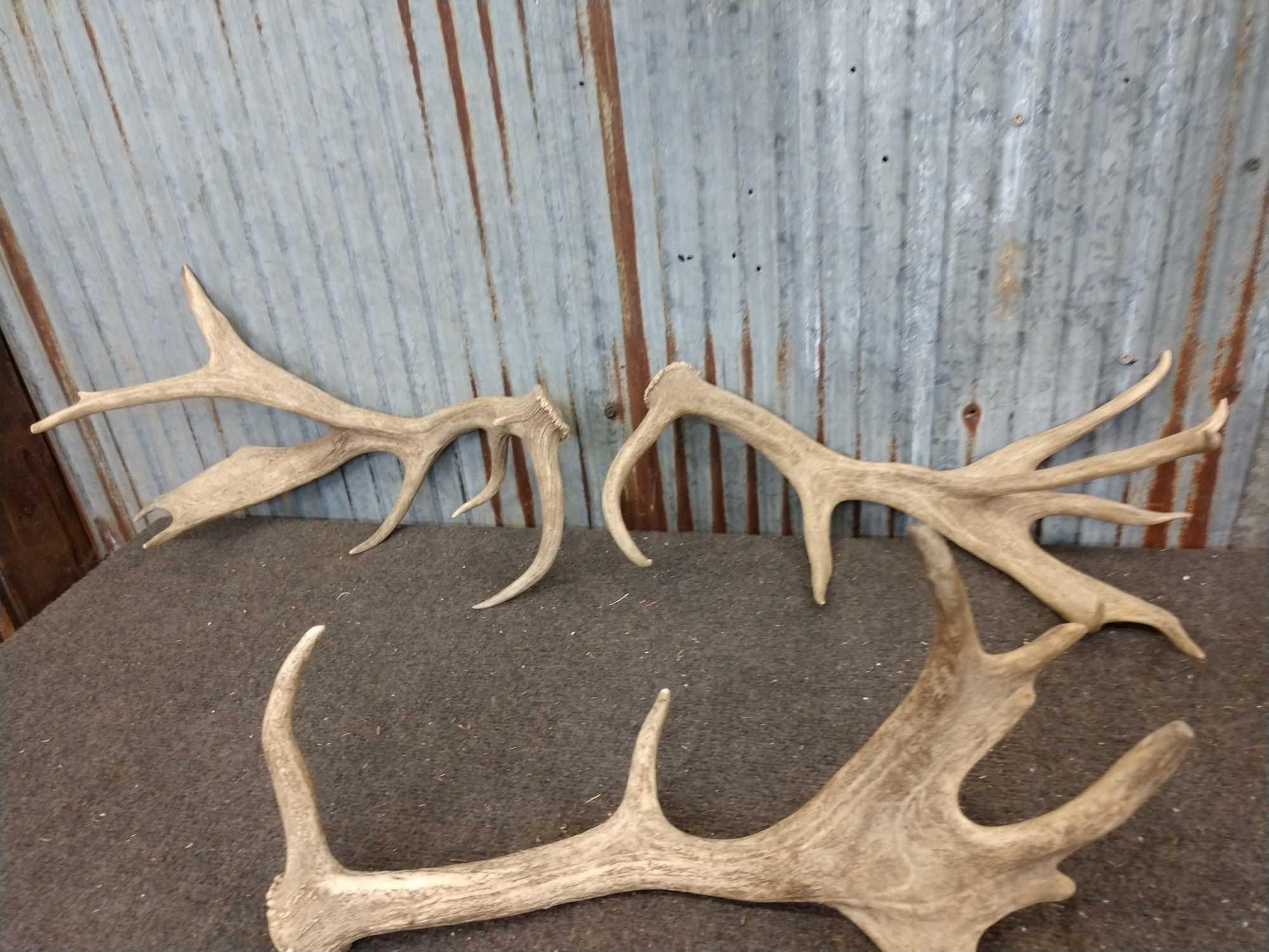 8.8 Pounds Of Fallow Deer Shed Antlers