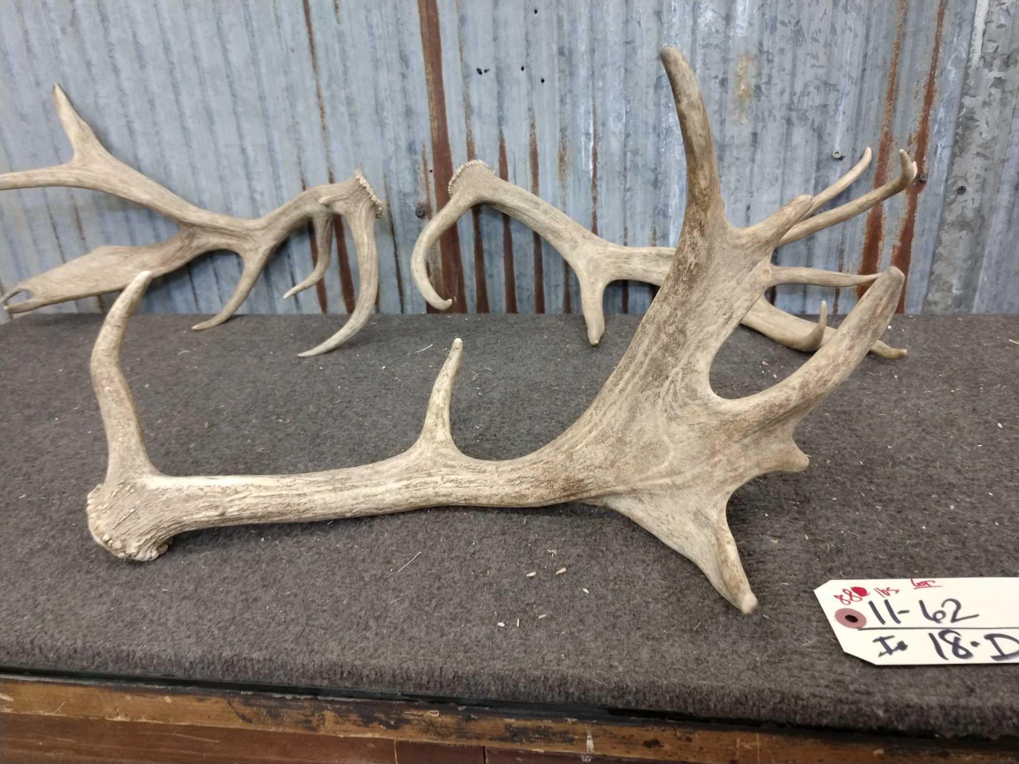 8.8 Pounds Of Fallow Deer Shed Antlers