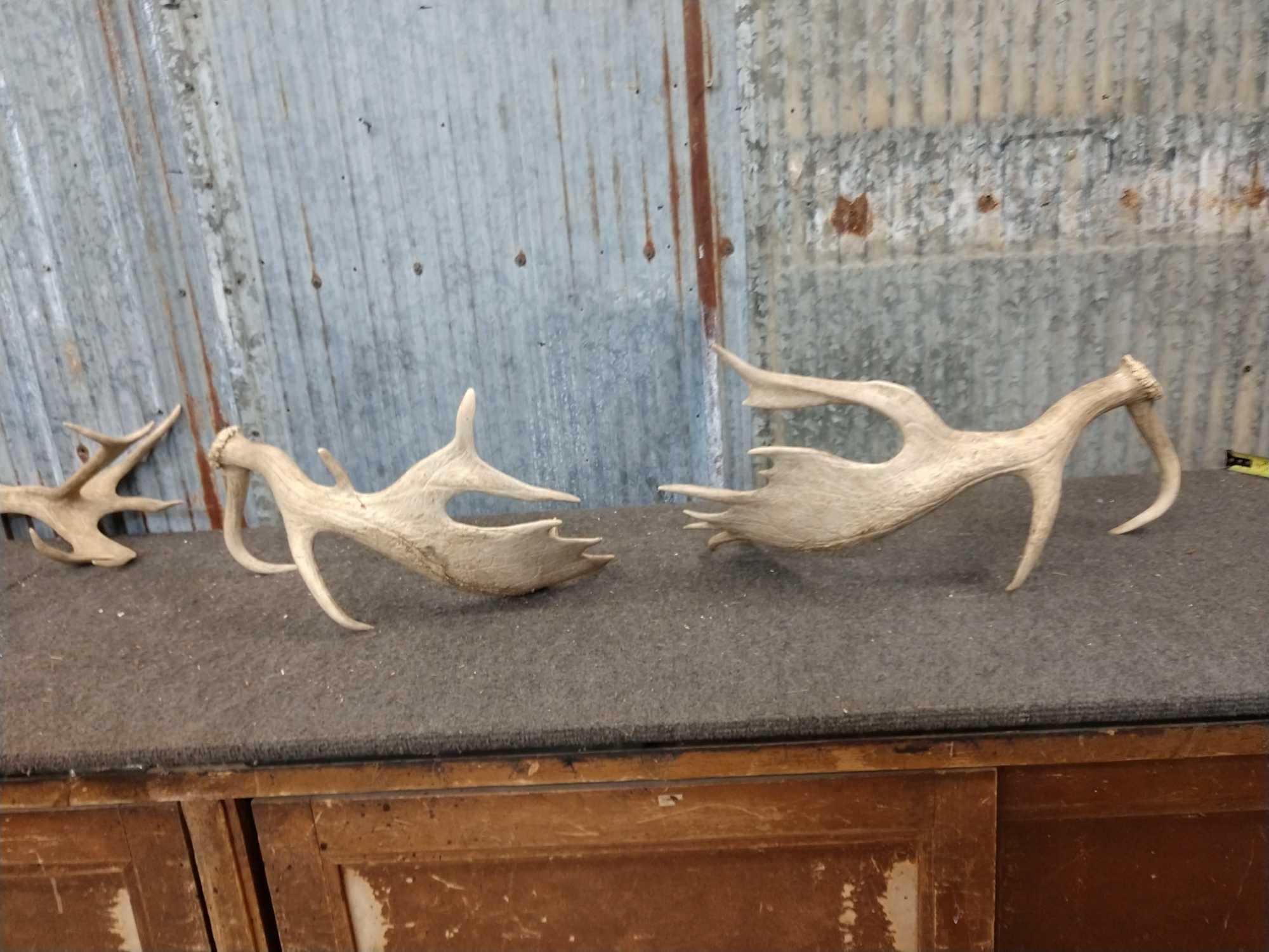 8.8 Pounds Of Fallow Deer Shed Antlers