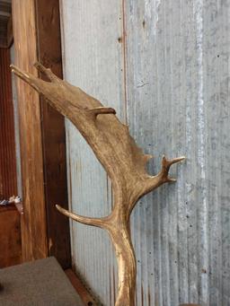 BIG Fallow Deer Antlers On Plaque