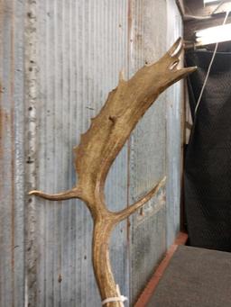 BIG Fallow Deer Antlers On Plaque