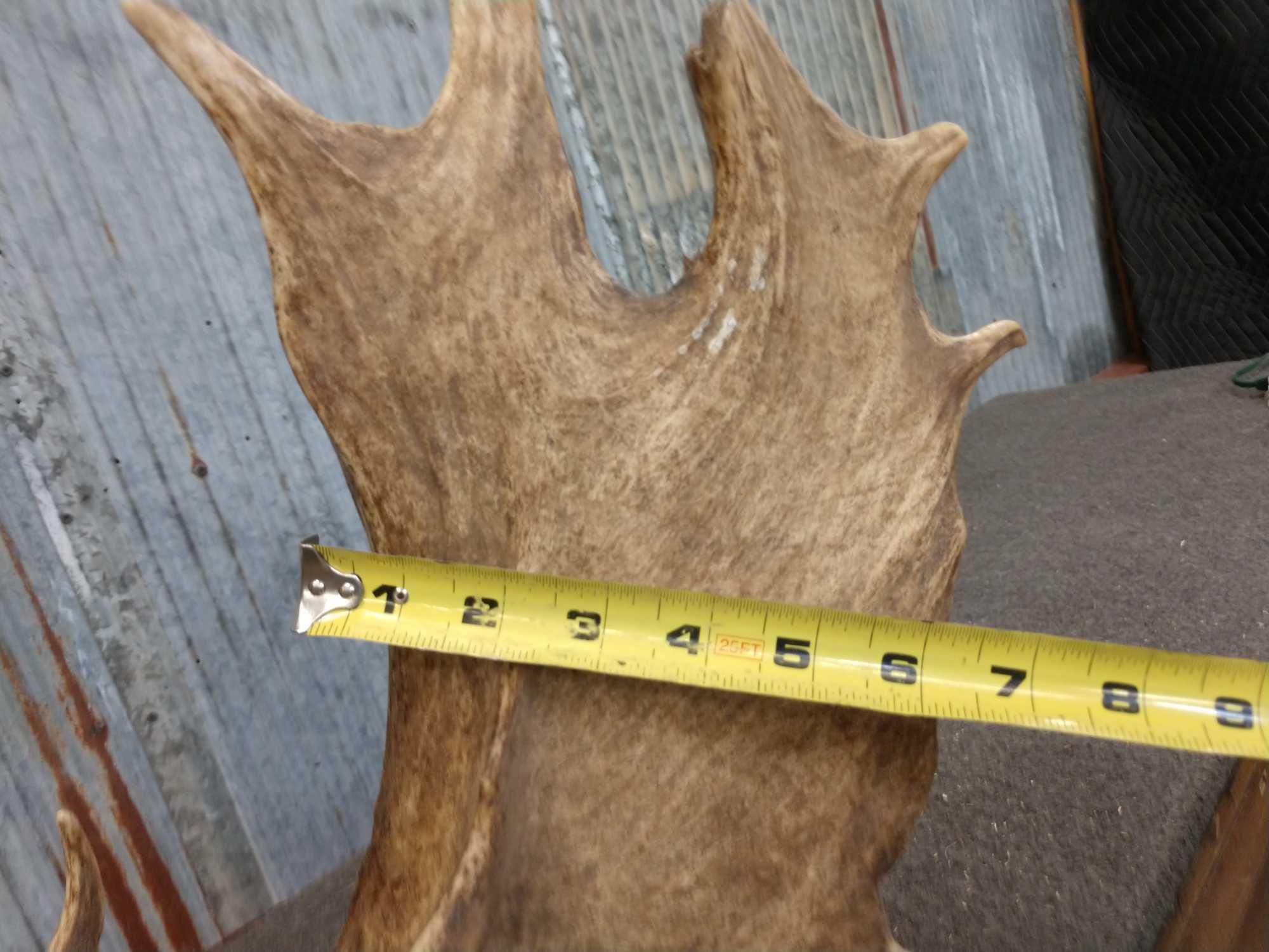 BIG Fallow Deer Antlers On Plaque