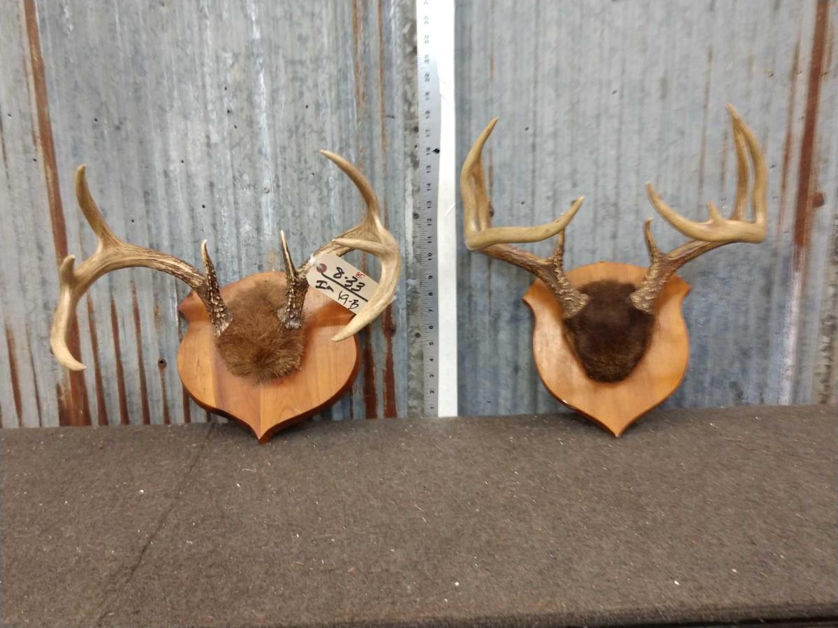 2 Sets Of Whitetail Antlers On Plaque