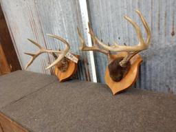 2 Sets Of Whitetail Antlers On Plaque