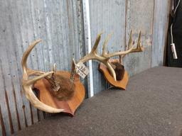 2 Sets Of Whitetail Antlers On Plaque