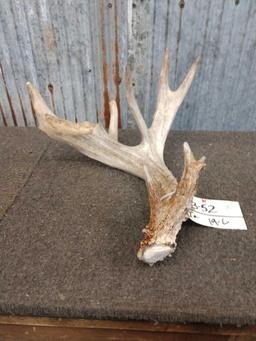 80" Whitetail Shed Antler