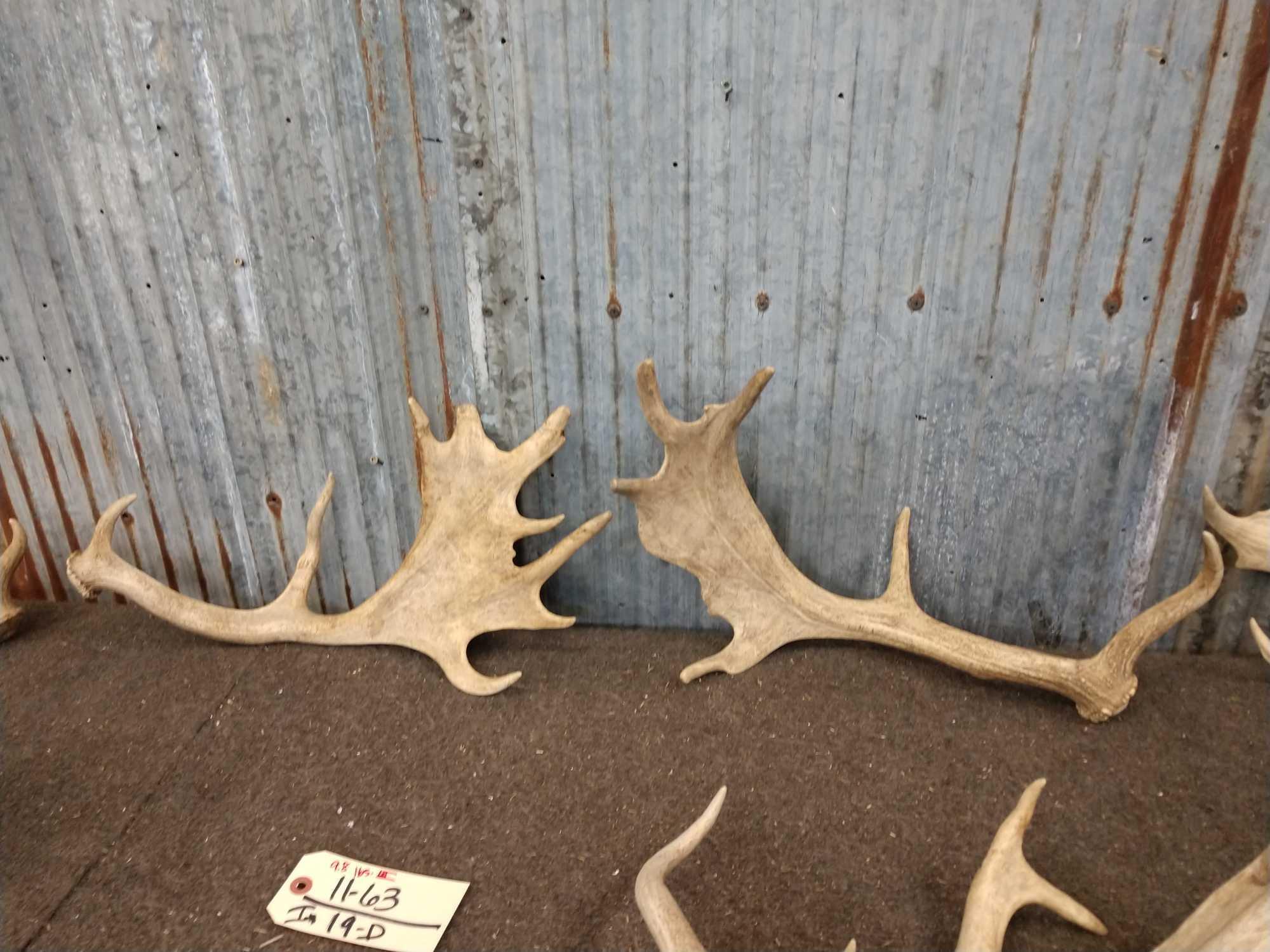 Group Of 6 Fallow Deer Shed Antlers