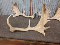 Group Of 6 Fallow Deer Shed Antlers