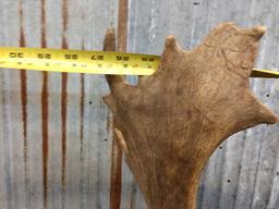 Nice Fallow Deer Antlers In Skull Plate