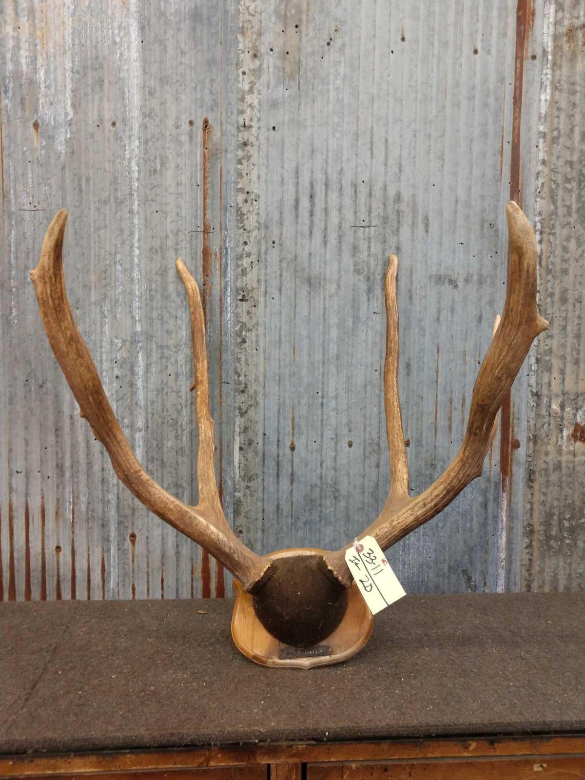 Big Pere David Deer Shed Antlers On Plaque