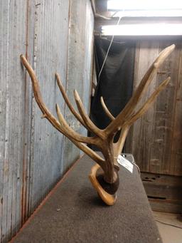 Big Pere David Deer Shed Antlers On Plaque