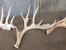 Group Of 7 Whitetail Shed Antlers