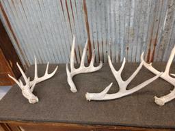 Group Of 7 Whitetail Shed Antlers