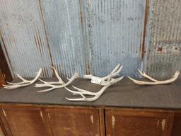 Group Of 5 Mule Deer Shed Antlers