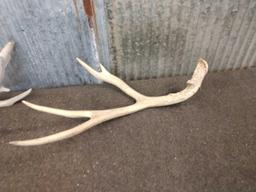 Group Of 5 Mule Deer Shed Antlers