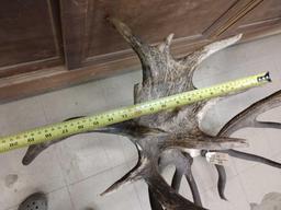 Huge Red Stag Antlers On Skull Plate