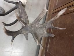 Huge Red Stag Antlers On Skull Plate