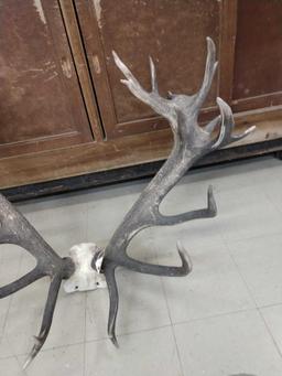 Huge Red Stag Antlers On Skull Plate