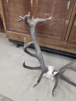 Huge Red Stag Antlers On Skull Plate